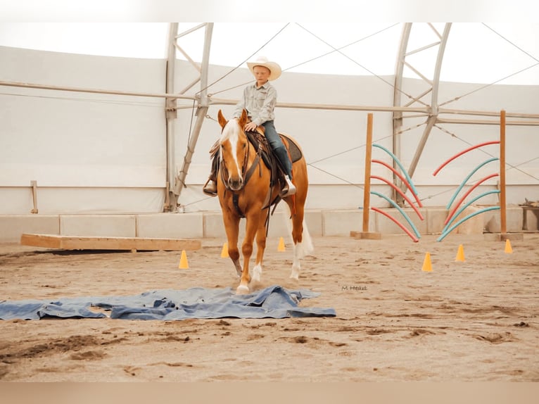 Quarter horse américain Hongre 3 Ans Palomino in Saint Anthony