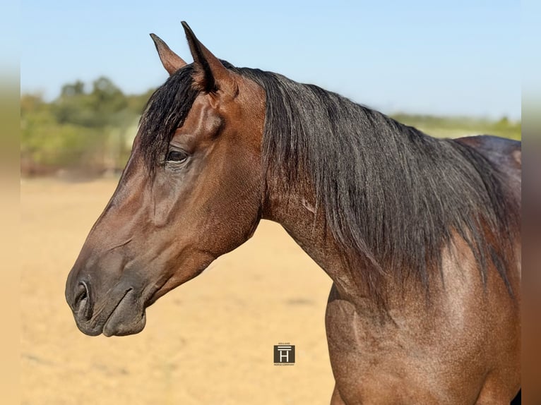 Quarter horse américain Hongre 3 Ans Roan-Bay in Weatherford
