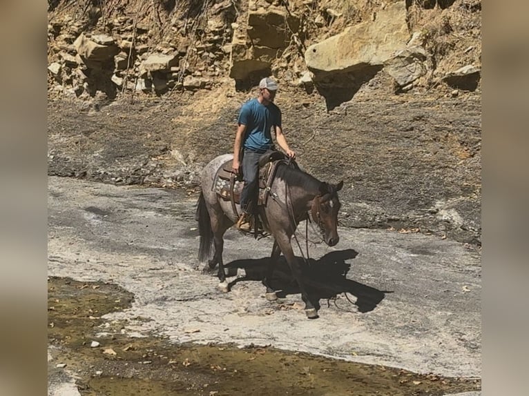 Quarter horse américain Hongre 3 Ans Roan-Bay in West Fork