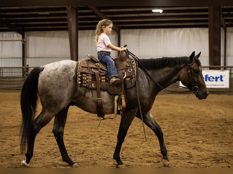 Quarter horse américain Hongre 3 Ans Roan-Bay in West Fork