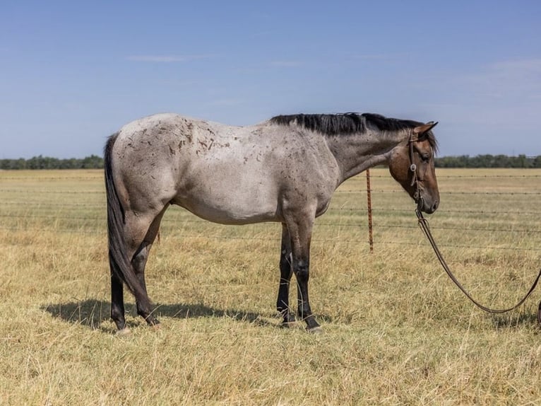 Quarter horse américain Hongre 3 Ans Roan-Bay in West Fork
