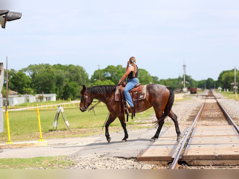 Quarter horse américain Hongre 3 Ans Roan-Bay in Forney