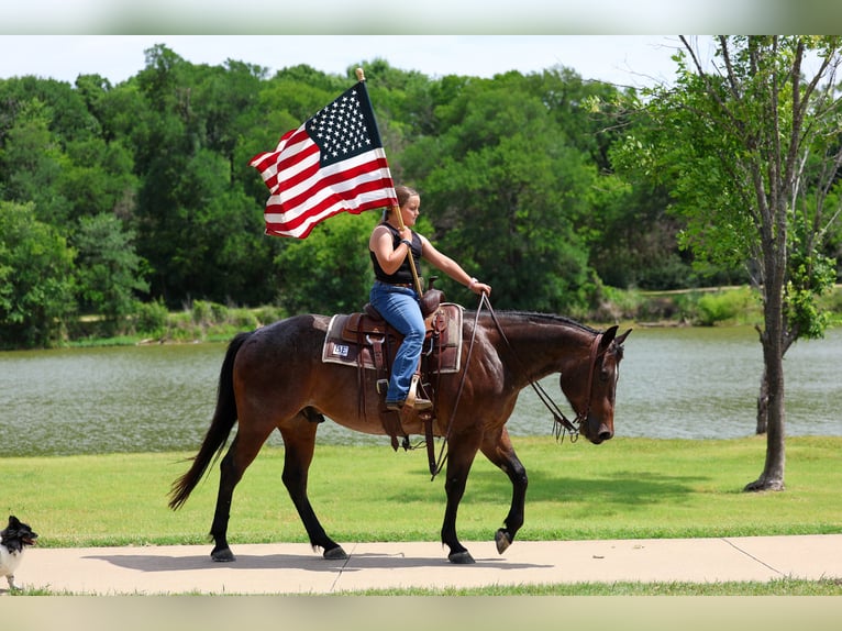 Quarter horse américain Hongre 3 Ans Roan-Bay in Forney