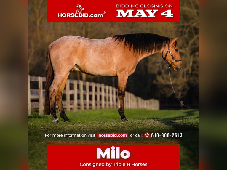 Quarter horse américain Hongre 3 Ans Roan-Bay in New Holland