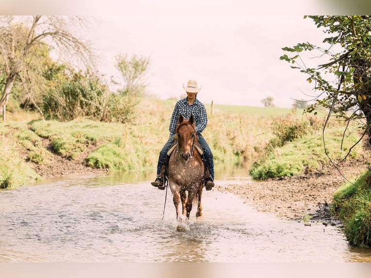 Quarter horse américain Hongre 3 Ans Rouan Rouge in Decorah