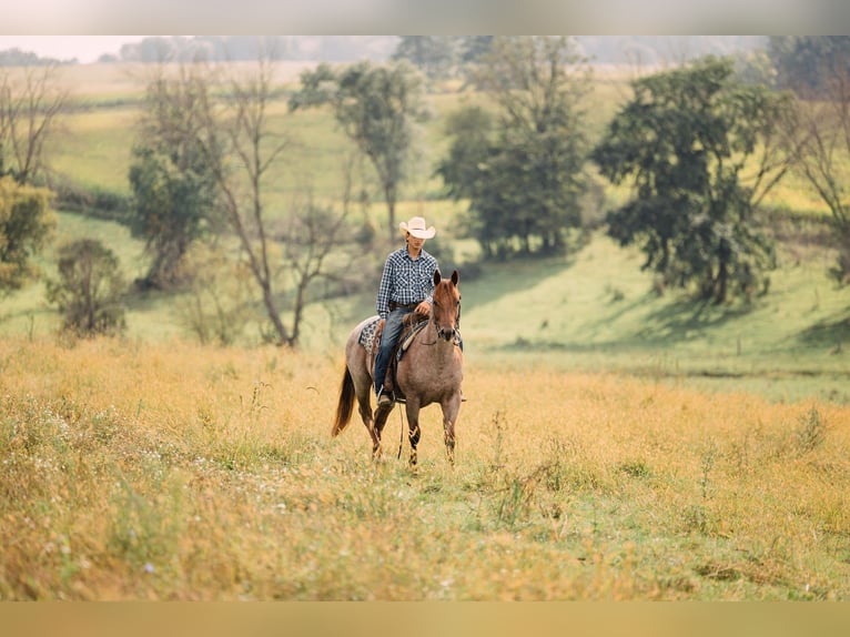 Quarter horse américain Hongre 3 Ans Rouan Rouge in Decorah