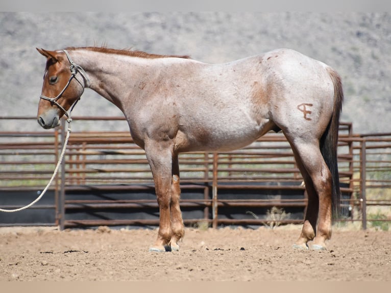 Quarter horse américain Hongre 3 Ans Rouan Rouge in Congress