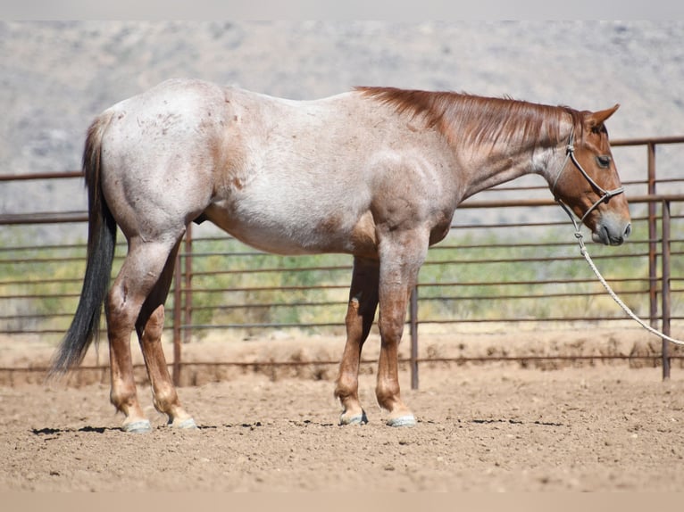 Quarter horse américain Hongre 3 Ans Rouan Rouge in Congress