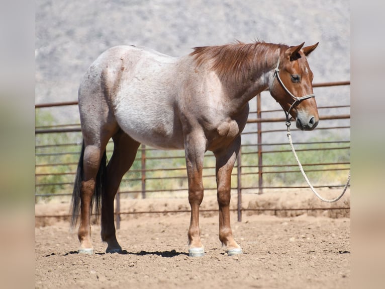 Quarter horse américain Hongre 3 Ans Rouan Rouge in Congress