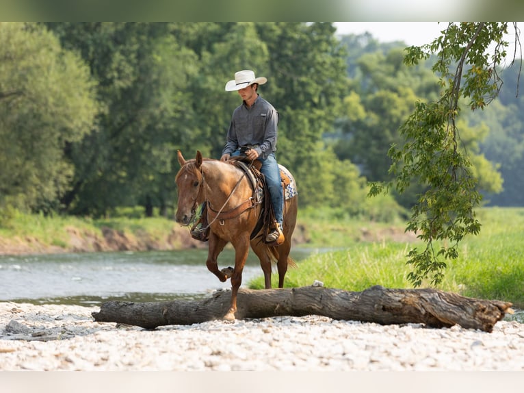 Quarter horse américain Hongre 3 Ans Rouan Rouge in Decorah