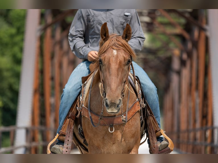 Quarter horse américain Hongre 3 Ans Rouan Rouge in Decorah