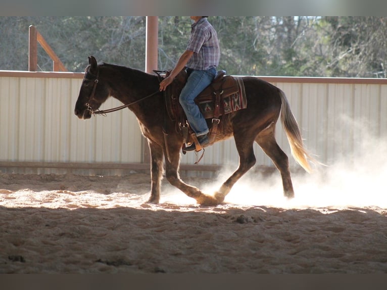 Quarter horse américain Hongre 4 Ans 140 cm Palomino in Sulphur Springs