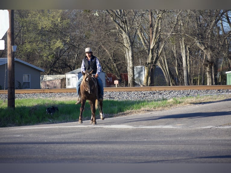 Quarter horse américain Hongre 4 Ans 140 cm Palomino in Sulphur Springs
