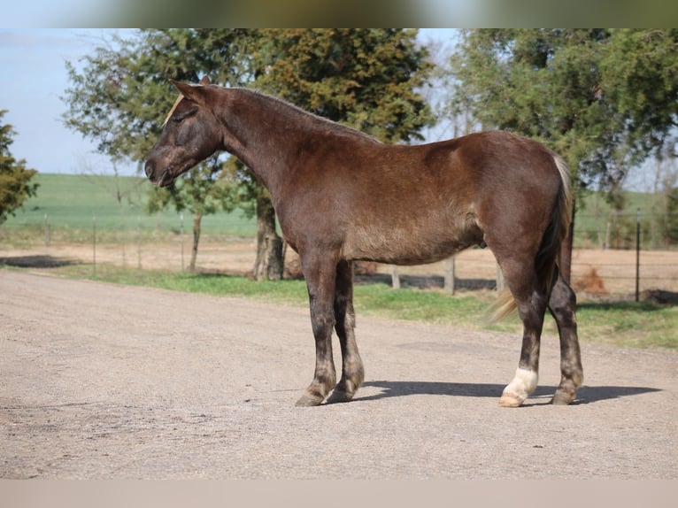 Quarter horse américain Hongre 4 Ans 140 cm Palomino in Sulphur Springs