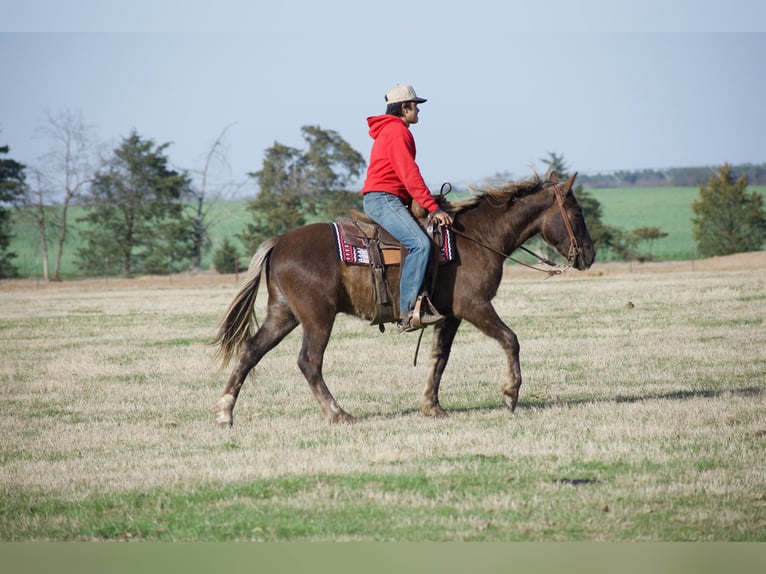 Quarter horse américain Hongre 4 Ans 140 cm Palomino in Sulphur Springs