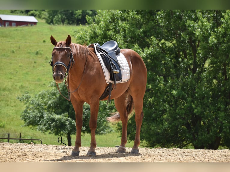 Quarter horse américain Hongre 4 Ans 142 cm Alezan cuivré in Baltic, OH
