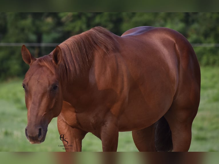 Quarter horse américain Hongre 4 Ans 142 cm Alezan cuivré in Baltic, OH