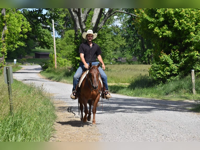 Quarter horse américain Hongre 4 Ans 142 cm Alezan cuivré in Baltic, OH