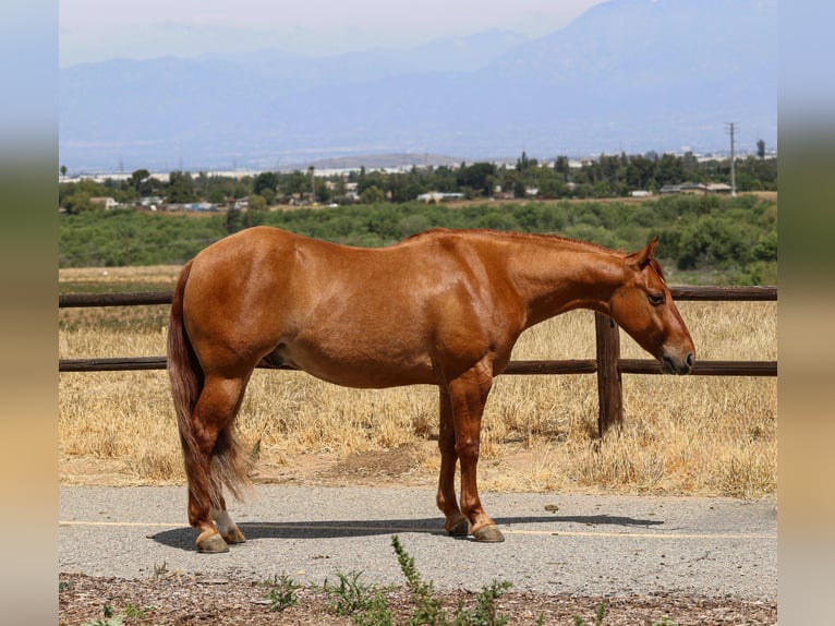 Quarter horse américain Hongre 4 Ans 142 cm Alezan dun in Norco