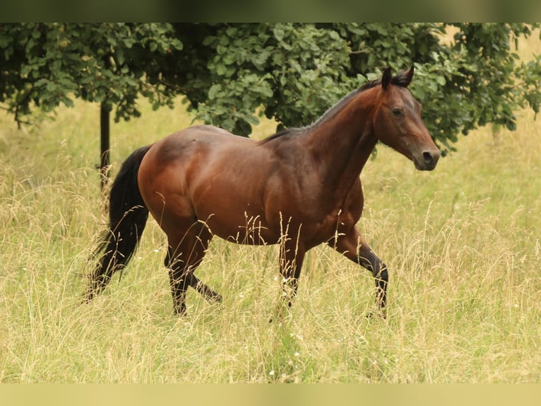 Quarter horse américain Hongre 4 Ans 142 cm  in Waldshut-Tiengen