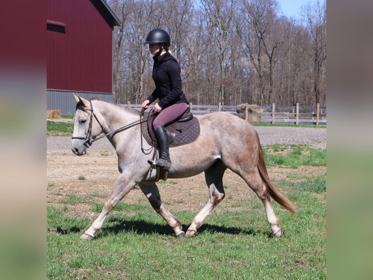 Quarter horse américain Hongre 4 Ans 142 cm Gris pommelé in Howell