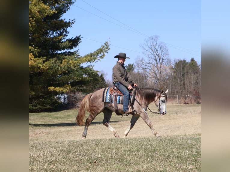 Quarter horse américain Hongre 4 Ans 142 cm Gris pommelé in Howell