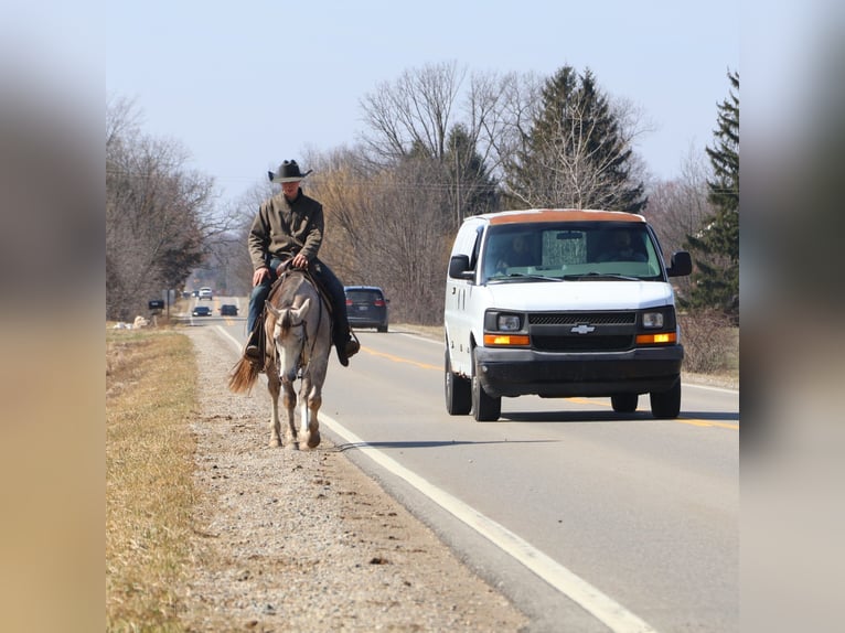 Quarter horse américain Hongre 4 Ans 142 cm Gris pommelé in Howell