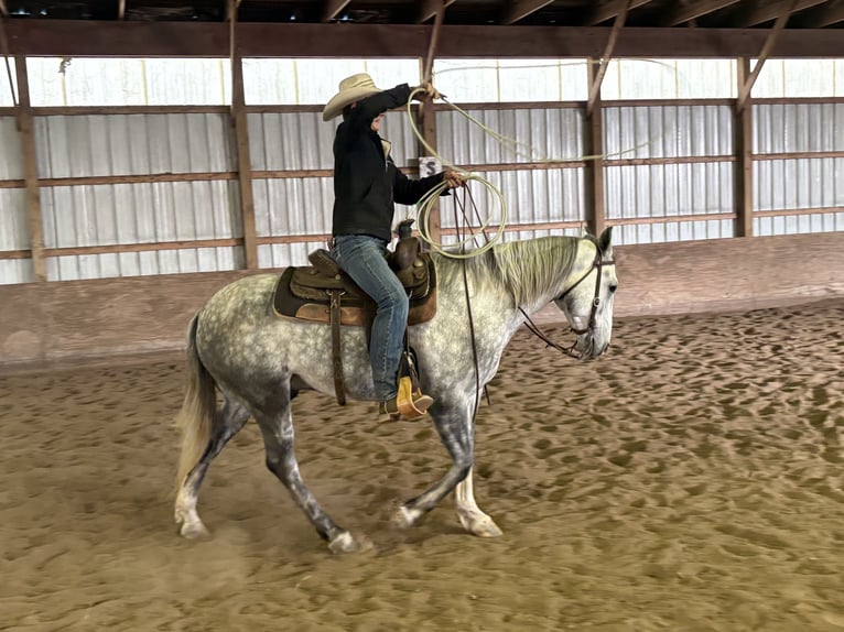 Quarter horse américain Hongre 4 Ans 142 cm Gris in Shippensburg