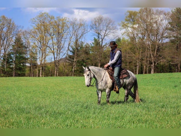 Quarter horse américain Hongre 4 Ans 142 cm Gris in Shippensburg