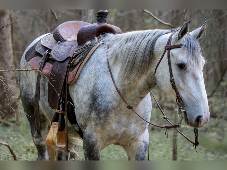 Quarter horse américain Hongre 4 Ans 142 cm Gris in Shippensburg