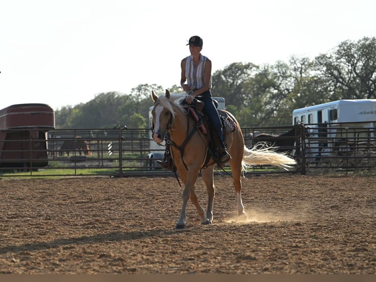 Quarter horse américain Hongre 4 Ans 142 cm Palomino in Stephenville