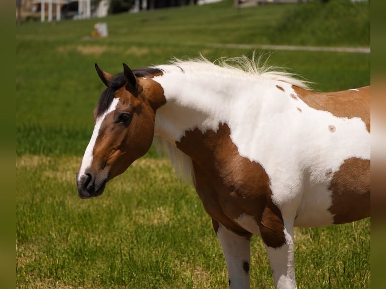 Quarter horse américain Croisé Hongre 4 Ans 142 cm Pinto in Baltic