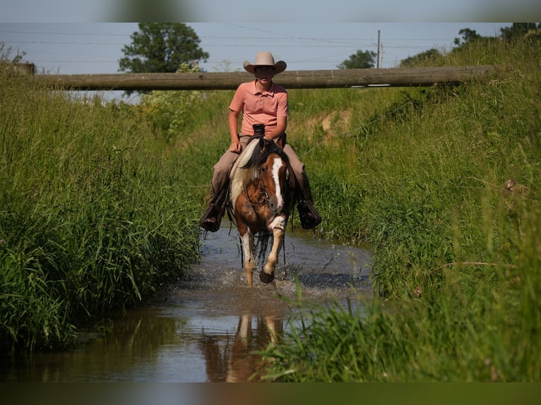 Quarter horse américain Croisé Hongre 4 Ans 142 cm Pinto in Baltic