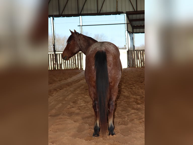 Quarter horse américain Hongre 4 Ans 142 cm Roan-Bay in Holdenville