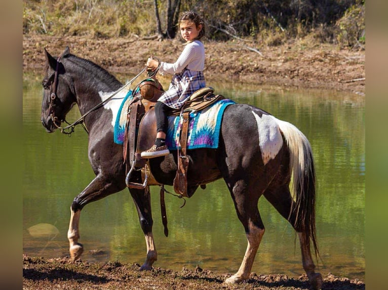 Quarter horse américain Hongre 4 Ans 142 cm Tobiano-toutes couleurs in Poolville TX