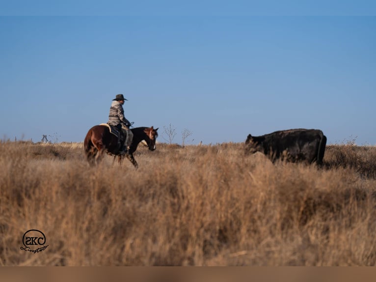 Quarter horse américain Hongre 4 Ans 145 cm Alezan cuivré in Canyon