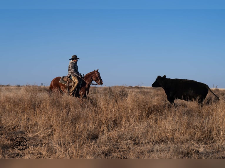 Quarter horse américain Hongre 4 Ans 145 cm Alezan cuivré in Canyon
