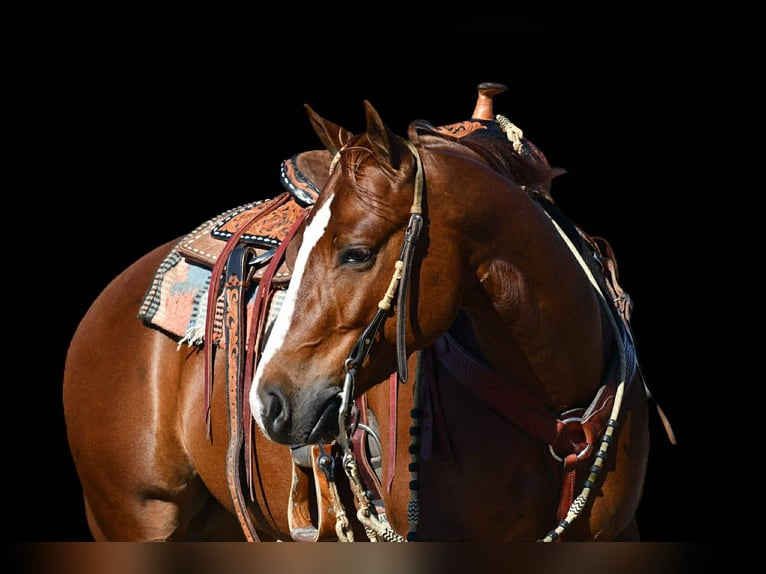 Quarter horse américain Hongre 4 Ans 145 cm Alezan cuivré in Rebersburg