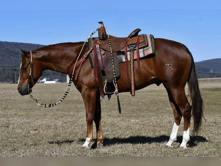 Quarter horse américain Hongre 4 Ans 145 cm Alezan cuivré in Rebersburg