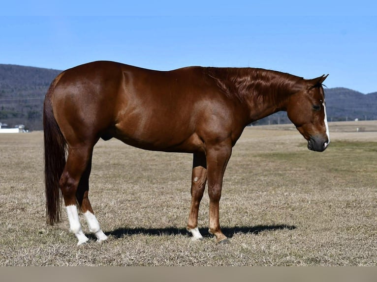 Quarter horse américain Hongre 4 Ans 145 cm Alezan cuivré in Rebersburg