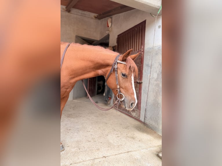 Quarter horse américain Hongre 4 Ans 145 cm Alezan in Follonica