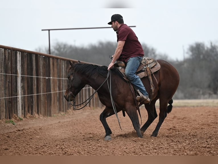 Quarter horse américain Hongre 4 Ans 145 cm Bai cerise in Waco