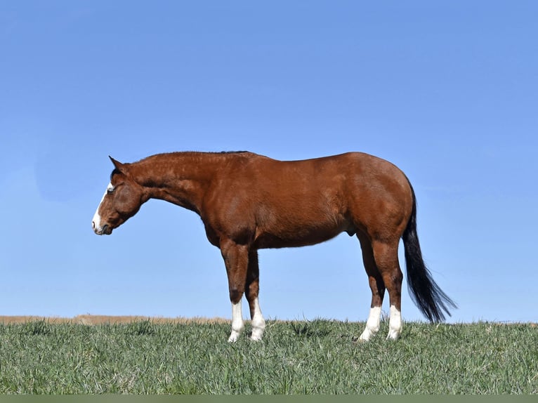 Quarter horse américain Hongre 4 Ans 145 cm Bai cerise in Bayard, Nebraska