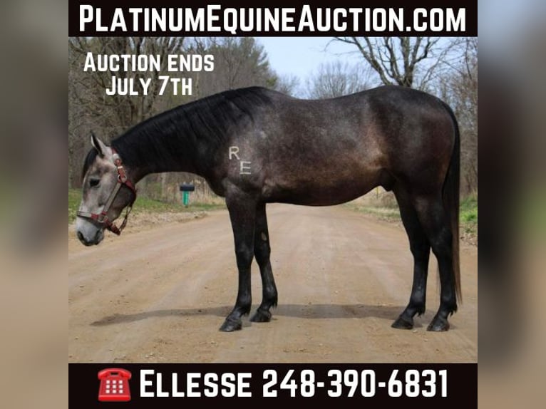 Quarter horse américain Hongre 4 Ans 145 cm Gris in Howell MI