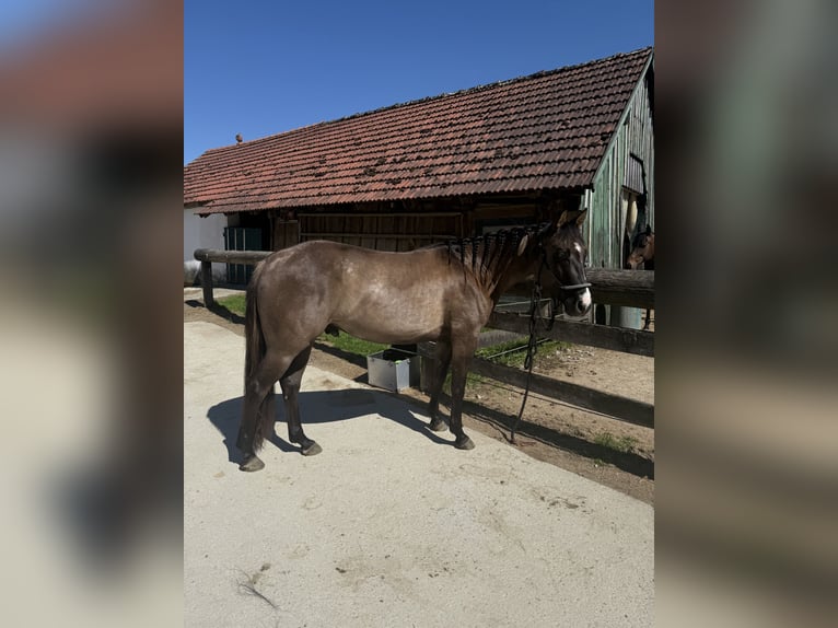 Quarter horse américain Hongre 4 Ans 145 cm Grullo in Amstetten