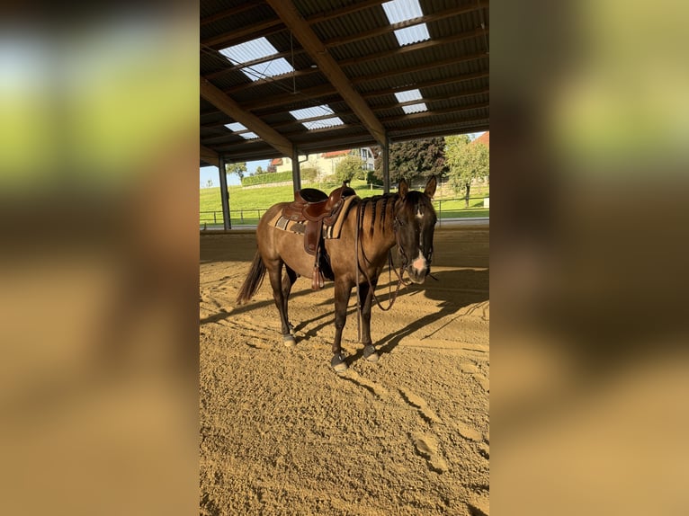 Quarter horse américain Hongre 4 Ans 145 cm Grullo in Amstetten