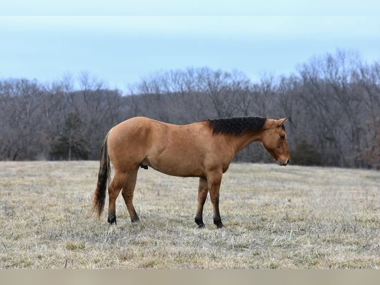 Quarter horse américain Hongre 4 Ans 145 cm Isabelle in Sweet Springs MO