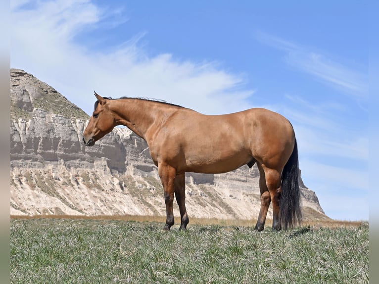 Quarter horse américain Hongre 4 Ans 145 cm Isabelle in Bayard, Nebraska