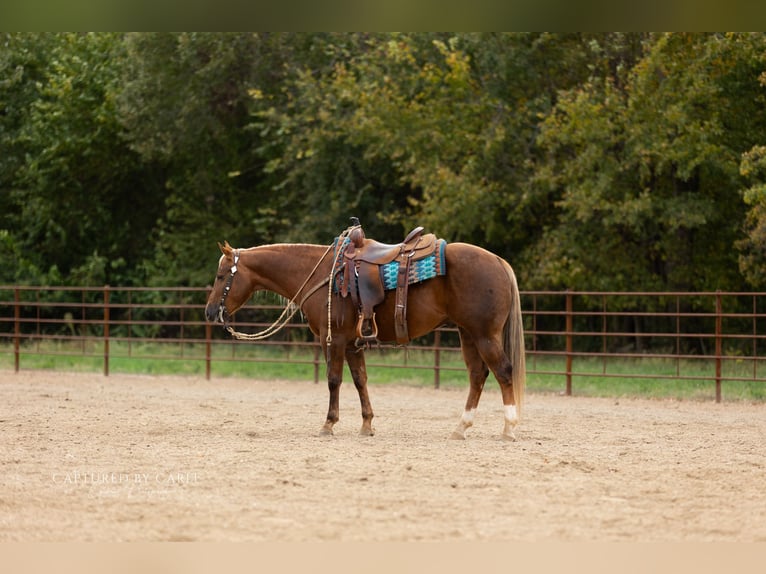 Quarter horse américain Hongre 4 Ans 145 cm Palomino in Lewistown