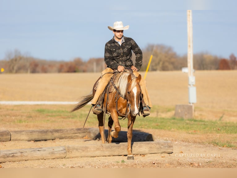 Quarter horse américain Hongre 4 Ans 145 cm Palomino in Lewistown